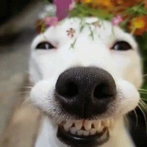 Meet your Posher, Piper